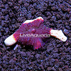 ORA® Purple Bullseye Mushroom (click for more detail)