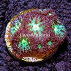 LiveAquaria® Purple and Green Blastomussa Coral (click for more detail)