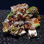 Instant Reef Combo Rock Indonesia (click for more detail)