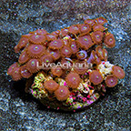 Red People Eater Colony Polyp Rock Zoanthus Indonesia IM (click for more detail)
