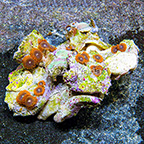 X-Men Colony Polyp Rock Zoanthus Indonesia IM (click for more detail)