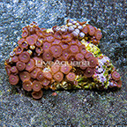Red People Eater Colony Polyp Rock Zoanthus Indonesia IM (click for more detail)