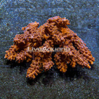 Aussie Bushy Acropora Coral (click for more detail)