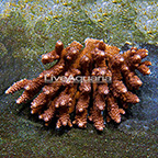 Aussie Digitate Acropora Coral  (click for more detail)