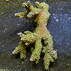 Aussie Branching Acropora Coral (click for more detail)