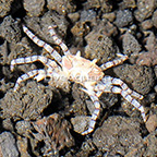 Pom Pom Crab (click for more detail)