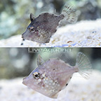 ORA® Captive-Bred Whitespotted Pygmy Filefish (Bonded Pair) (click for more detail)