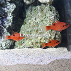 Flame Cardinalfish (Trio) (click for more detail)