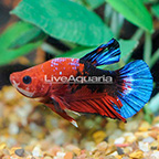 Hellboy Plakat Betta, Male (click for more detail)