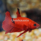 Hellboy Plakat Betta, Male (click for more detail)
