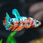 Multicolor Nemo Plakat Betta, Male (click for more detail)