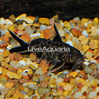 Synodontis Multipunctatus Catfish (click for more detail)