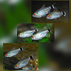 Red Eye Tetra (Group of 6) (click for more detail)