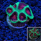 LiveAquaria® Ultra Red and Green Dipsastraea Brain Coral (click for more detail)