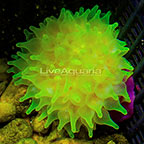 Bubble Tip Anemone Green with Colored Tips (click for more detail)