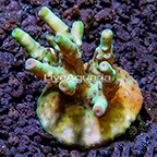 ORA® Skyline Granulosa Acropora Coral (click for more detail)