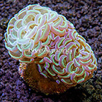 ORA® Micronesian Hammer Coral (click for more detail)