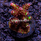 ORA® Red Planet Table Acropora Coral (click for more detail)