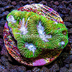 USA Cultured Ultra Goniastrea Coral (click for more detail)