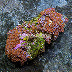 Red People Eater Colony Polyp Rock Zoanthus Indonesia IM (click for more detail)