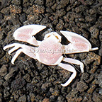 Porcelain Anemone Crab (click for more detail)