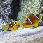 Biota Captive-Bred Two Banded Clownfish (Bonded Pair) (click for more detail)