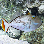 Striped Triggerfish (click for more detail)