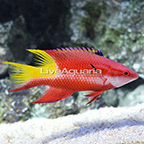 Cuban Hogfish  (click for more detail)