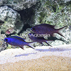 Caribbean Blue Reef Chromis (Trio) (click for more detail)