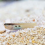 Two Spot Bimaculatus Blenny (click for more detail)