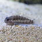 Biota Captive-Bred Starry Goby (click for more detail)