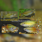 Boesemani Rainbowfish (Group of 5) (click for more detail)