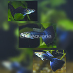 Half Black Guppy (Group of 3) (click for more detail)