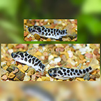 Honeycomb Tatia Catfish (Group of 3) (click for more detail)