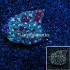 Dipsastraea Brain Coral Australia (click for more detail)