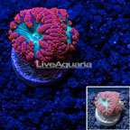 LiveAquaria® Blastomussa Wellsi Coral  (click for more detail)