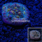 USA Cultured Chalice Coral  (click for more detail)