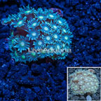 Flowerpot Goniopora Coral Vietnam (click for more detail)