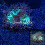 Elegance Coral Australia  (click for more detail)