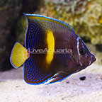 Bali Aquarich Captive-Bred Maculosus Angelfish Transitioning (click for more detail)