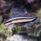 ORA® Captive-Bred Electric Indigo Dottyback (click for more detail)