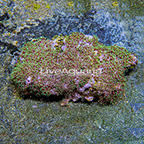 Starburst Polyp Rock Indonesia (click for more detail)