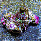 Mushroom Rock Rhodactis Tonga (click for more detail)