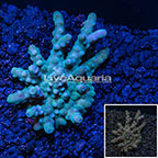 LiveAquaria® Cultured Branching Acropora Coral (click for more detail)