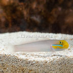 Sleeper Gold Head Goby (click for more detail)