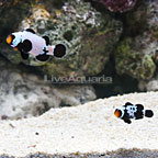 ORA® Captive-Bred Premium Black Snowflake Ocellaris Clownfish (Bonded Pair) (click for more detail)
