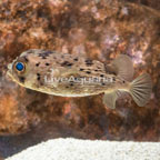 Porcupine Puffer (click for more detail)