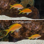 Female Squareback Anthias (Group of 4) (click for more detail)