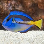 Yellow Belly Regal Blue Tang (click for more detail)