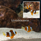 Clarkii Clownfish, Bonded Pair (click for more detail)